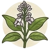 अतिविषा